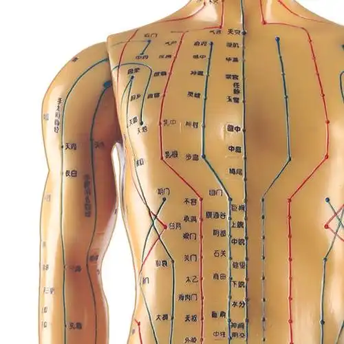 中研太和针灸穴位人体模型医用教学男模型高清50cm经络模型