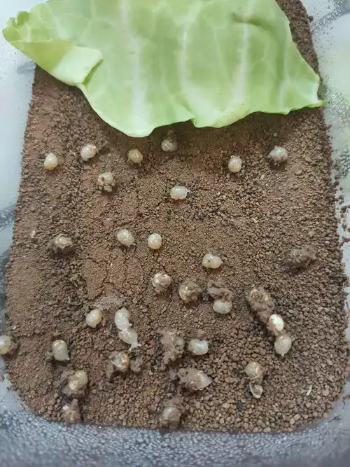 今天要把所有已经出了蛋壳的小蜗牛单独分到一个盒子里面喂养,看看有