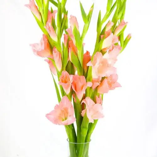 剑兰唐菖蒲节节高家用鲜花云南昆明冷链直发客厅办公室水养插花--爱鉴