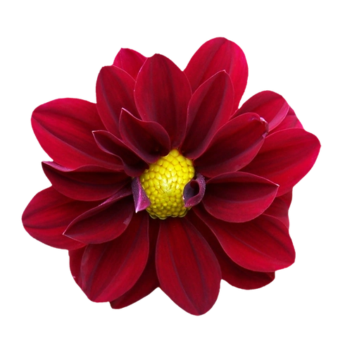 《红花 荷花 蔓藤 兰花 蘑菇》png免抠图素材