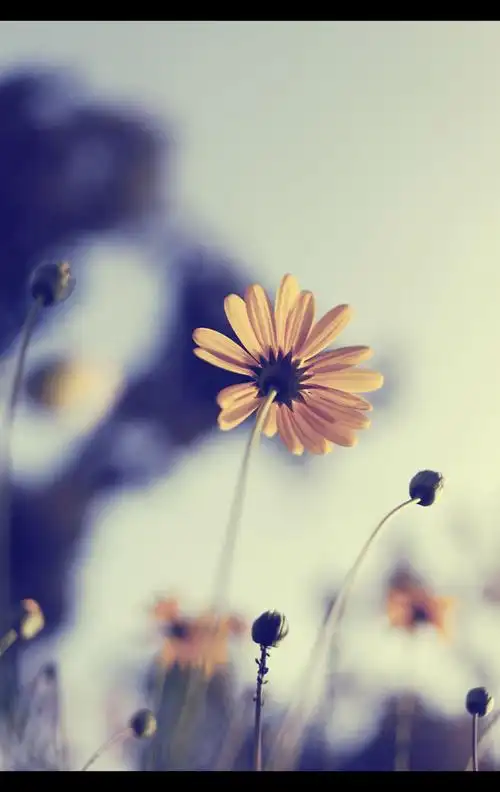 photoshopcs6简单几步调出清淡日系色雏菊花卉图片效果教程