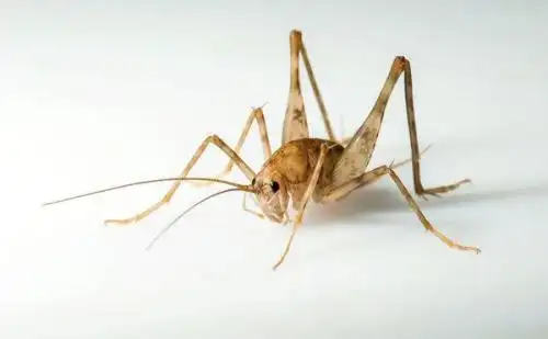 家里来了好多"灶马",怎么才能除掉他们,看起来实在是有点恶心