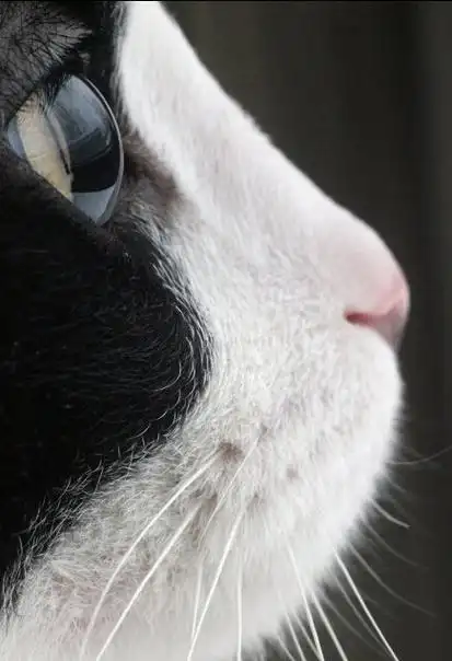 小猫咪的侧颜杀