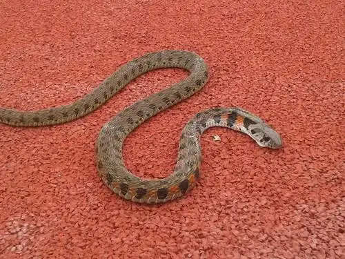 请问这是什么蛇啊?