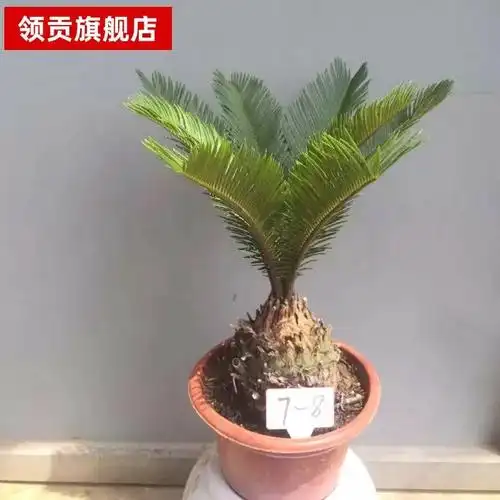 铁树盆景办公室阳台摆件由"备货网"根据销量,好评率,价格和信誉进行精