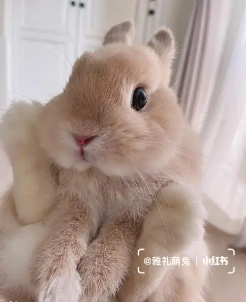 你喜欢什么颜色的兔兔呢