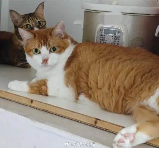 中华田园猫##土猫##橘猫##狸花猫