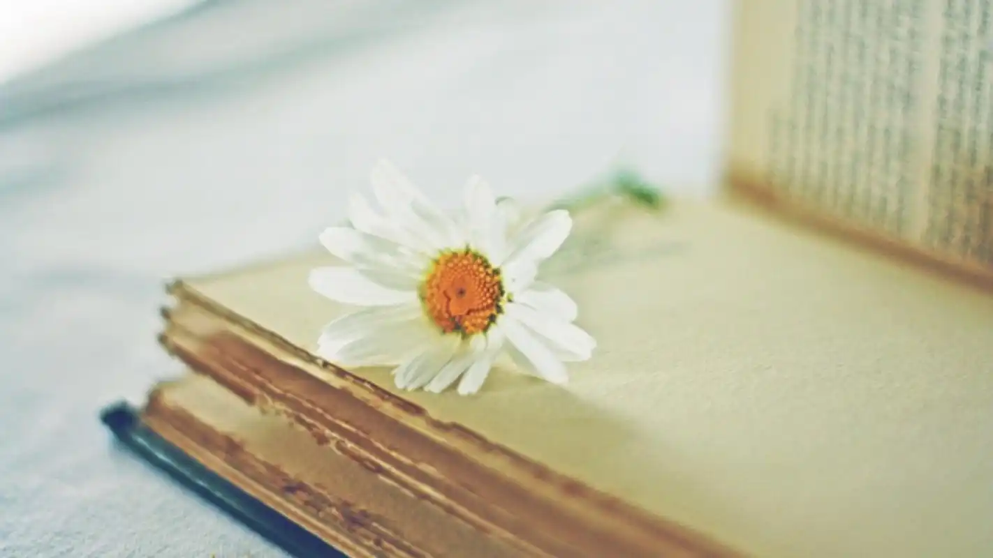 清新淡雅书本文艺风格桌面壁纸下载 第三辑
