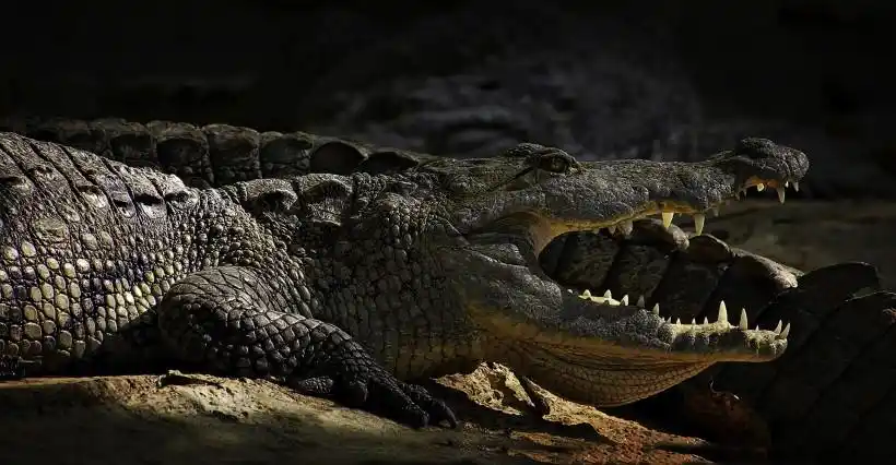 攻击性强凶狠的鳄鱼图片第7张