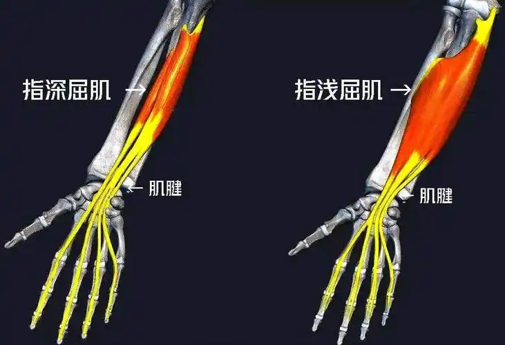 指浅屈肌覆盖在指深屈肌(和拇长屈肌)外层,也向指尖方向分出四个肌腱