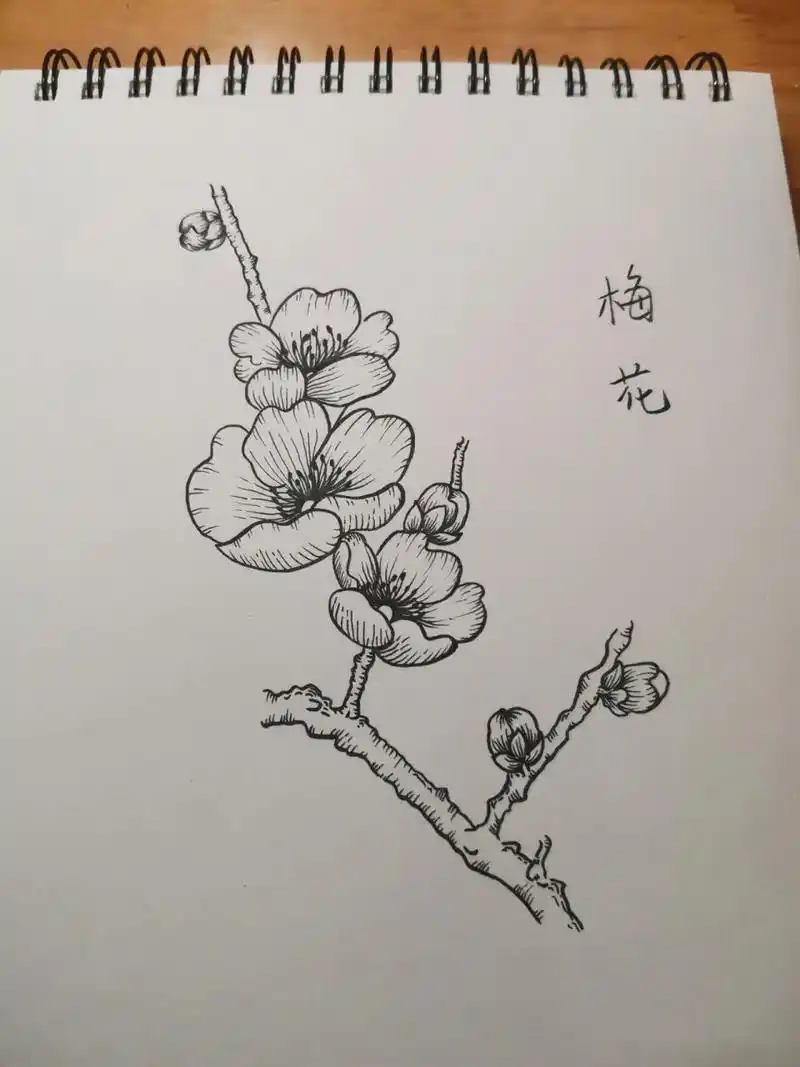 零基础学画画143～梅花 临摹网络图片.