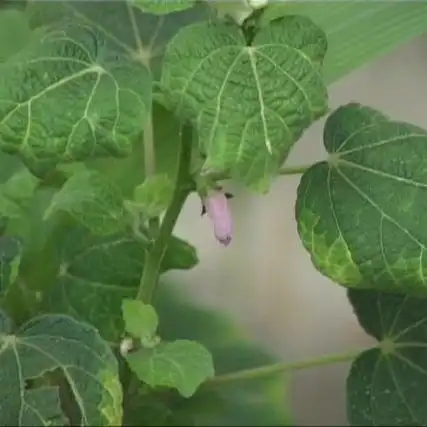 叶互生,卵形,掌状浅裂,基部心性.