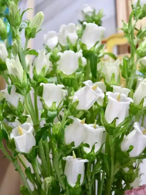 92风铃花语:健康,温柔的爱,知恩图报96常见颜色:白色,紫色,粉色