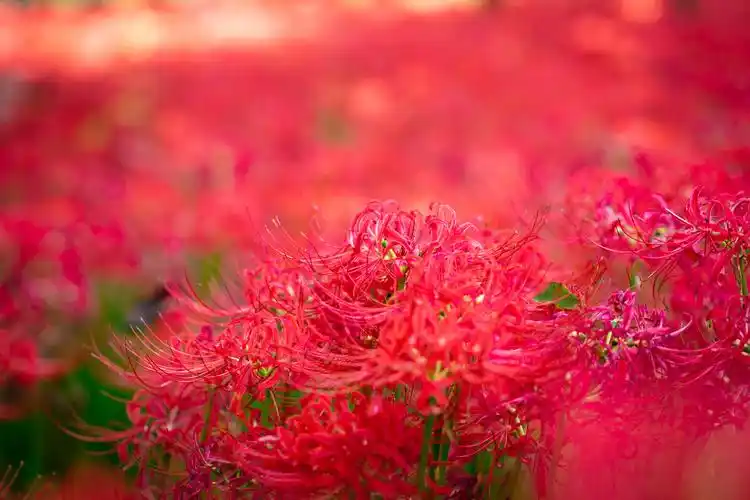 原图8k超清曼珠沙华故事凄美花叶永不相见又叫彼岸花