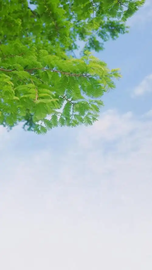 超好看的护眼背景图