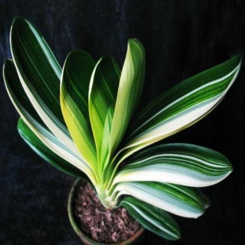 精品君子兰特级彩兰金边君子兰鸳鸯彩色