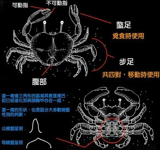 谁有螃蟹的图片,各部分名称和各部分的作用?