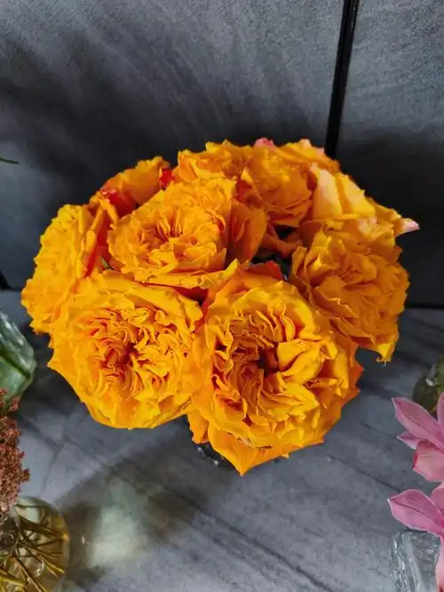 橙色风暴玫瑰灿烂的颜色