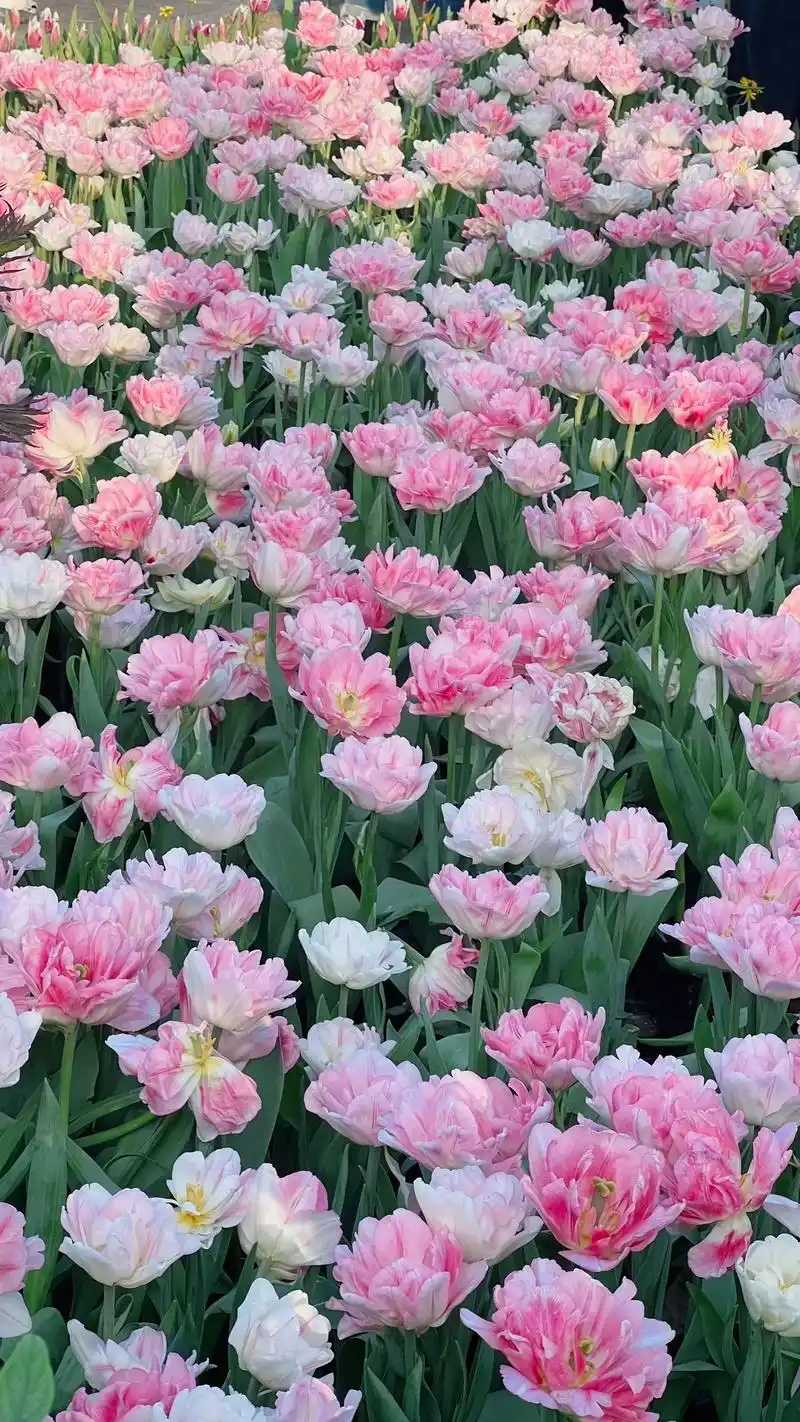 厦门的郁金香居然有10 个颜色!#图文伙伴计划2024 #郁 - 抖音