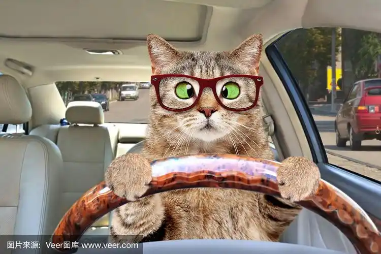 一只戴眼镜的斗鸡眼猫在开车