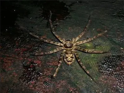 我国常见的毒蜘蛛有哪几种