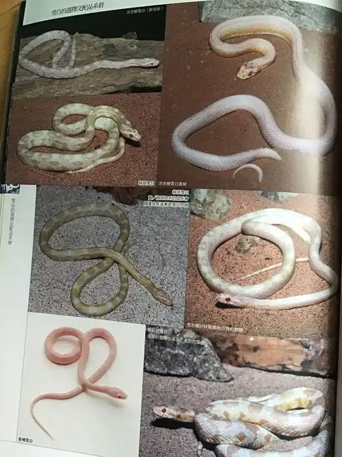 成体雪白玉米蛇有多少种体色