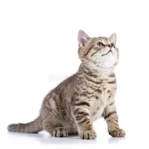 漂亮的小猫猫漂亮的闹着玩的小猫猫隔离的向白色的照片