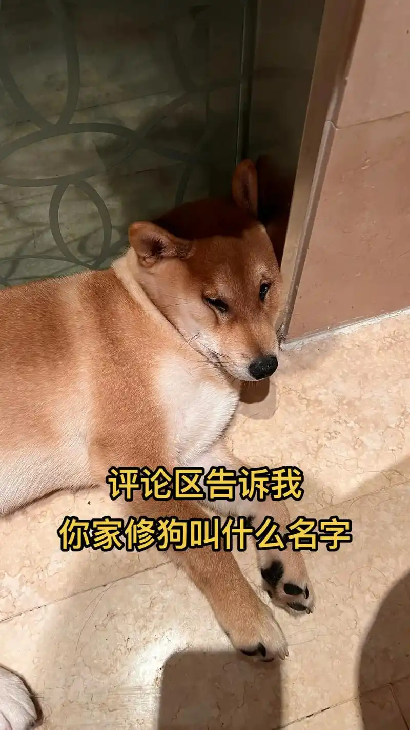 评论区告诉我你家狗叫什么名字,我家傻狗叫张万三#精神小狗 # - 抖音