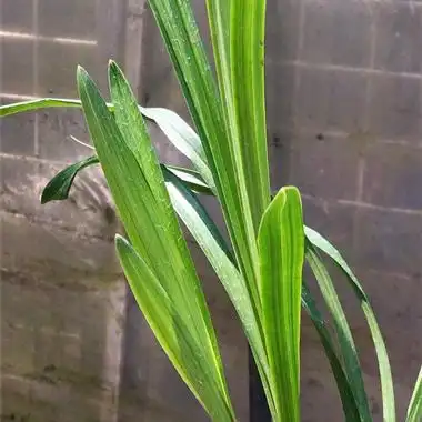 扭曲宽叶细皮彩夹莲瓣兰圆头