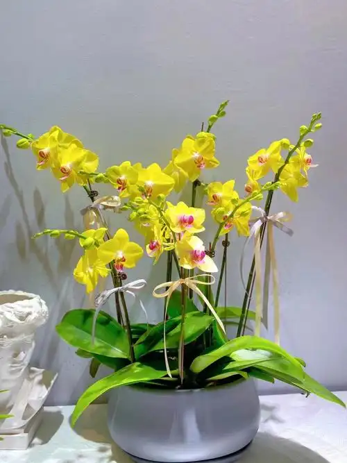 今日盆栽蝴蝶兰