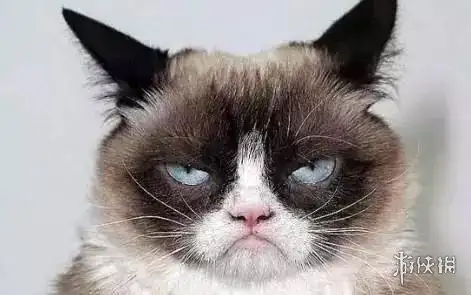 不爽猫表情包大全不爽猫表情包有什么