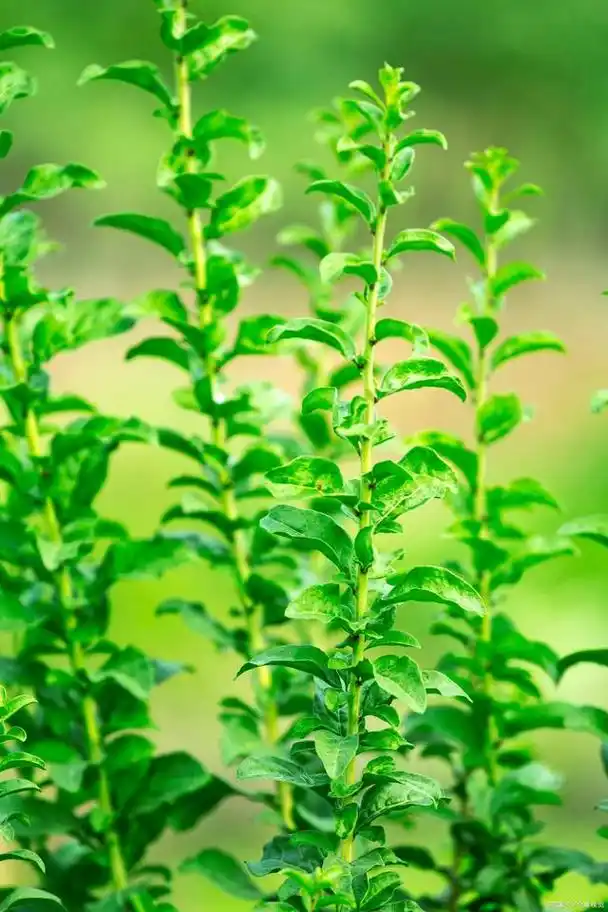 我不用拿出五百钱,也可以吃油盐炒枸杞芽儿