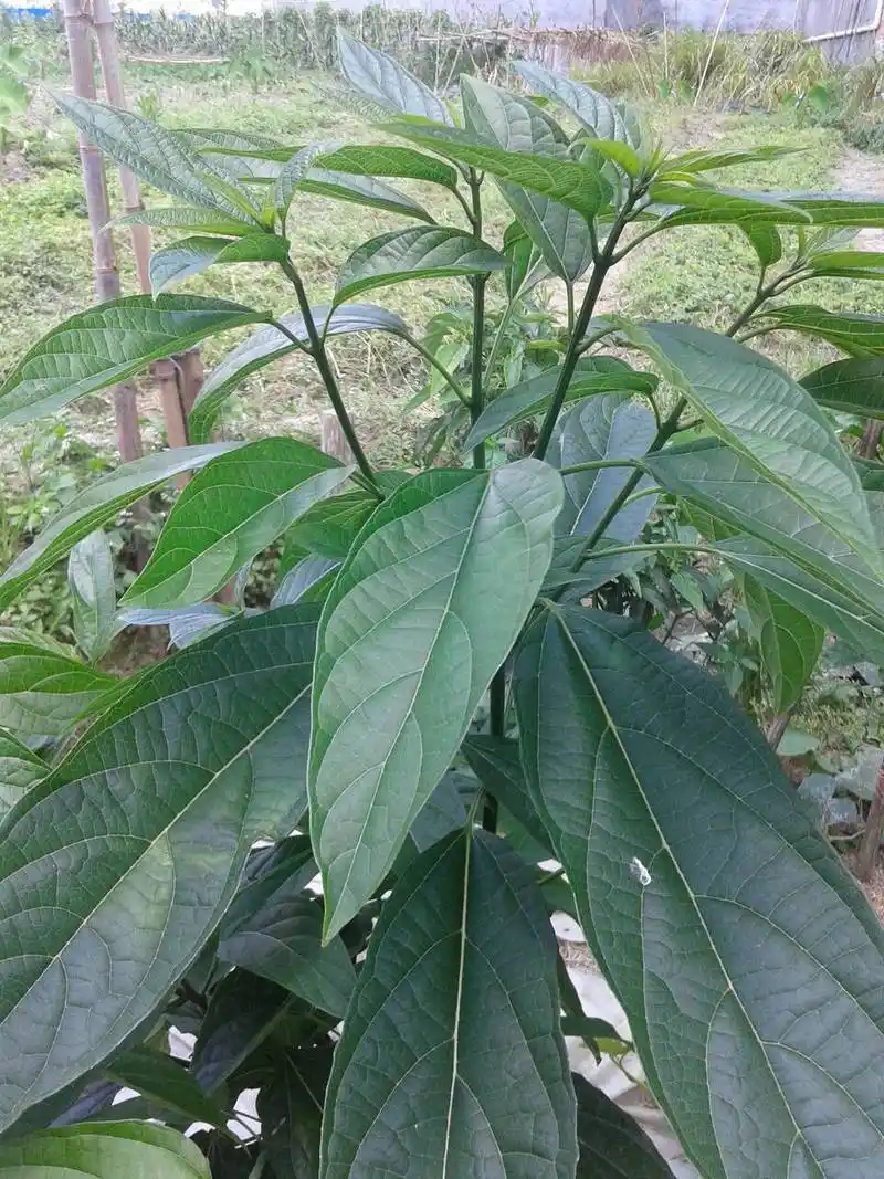 这植物叫大青叶是吗,在网上查了挺像的,但是网络上叫大青叶的植物很多