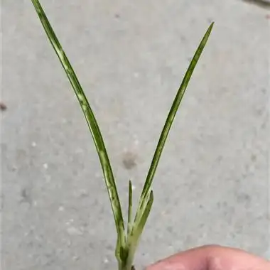 蕙兰斑中透 - 中国兰花交易网