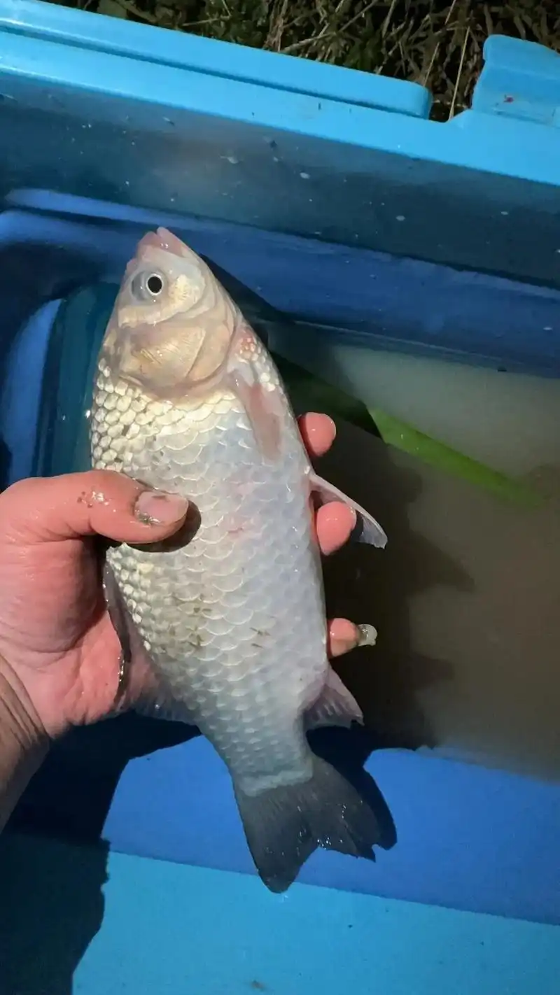 快来分享一张你的鱼获照片.#野生大板鲫 #钓鱼人91 #钓鱼 - 抖音