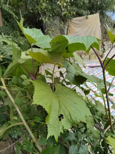 大接骨丹(有齿鞘柄木)