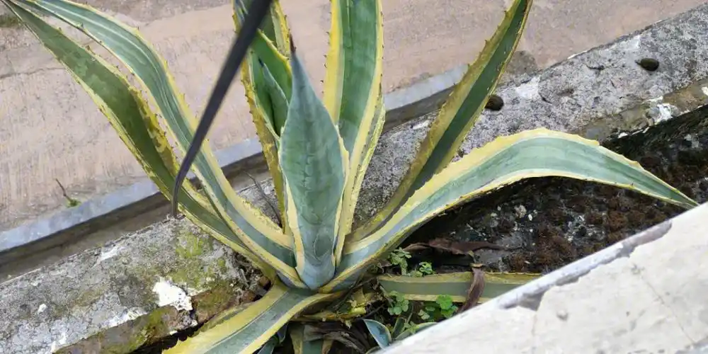 今日疑惑金边兰