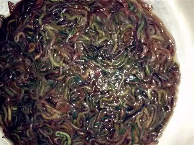 全世界vs广东最恶心美食大pk