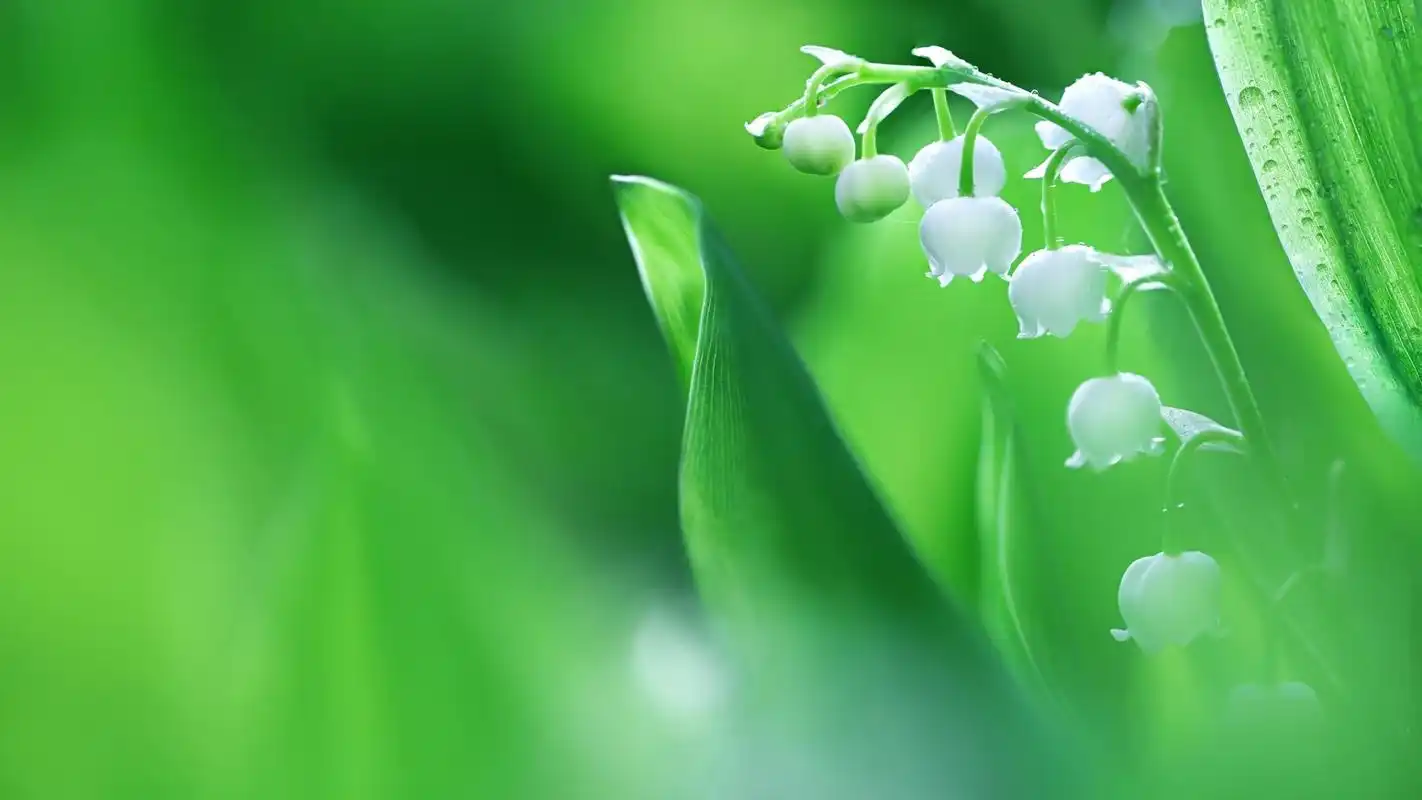 唯美绿色护眼风景高清桌面壁纸,分辨率:1920x1080