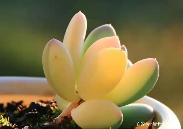 多肉三日月美人天生体态婀娜,秋冬季节出状态之后更显通透粉嫩