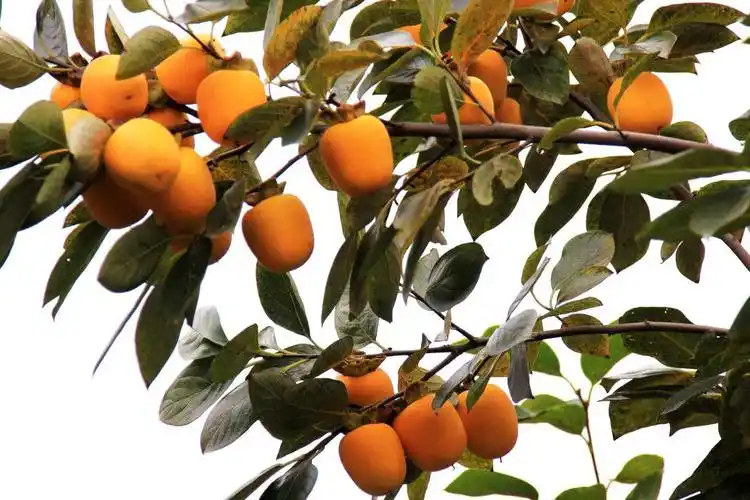 柿子树野生的还是非野生的,在农村里算是比较常见的了.