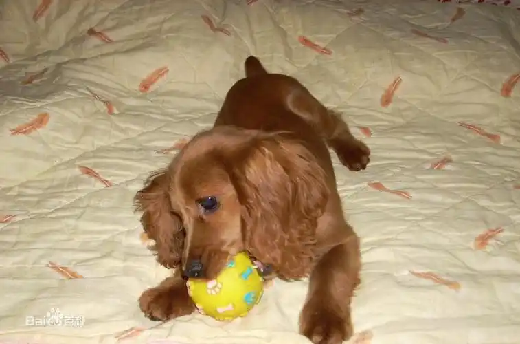 english cocker spaniel )简介:英国可卡犬又称确架獚,英国可卡猎鹬犬