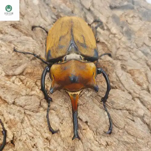 大兜毛象甲虫宠物独角仙长戟战神亚克成虫幼虫特色爬宠