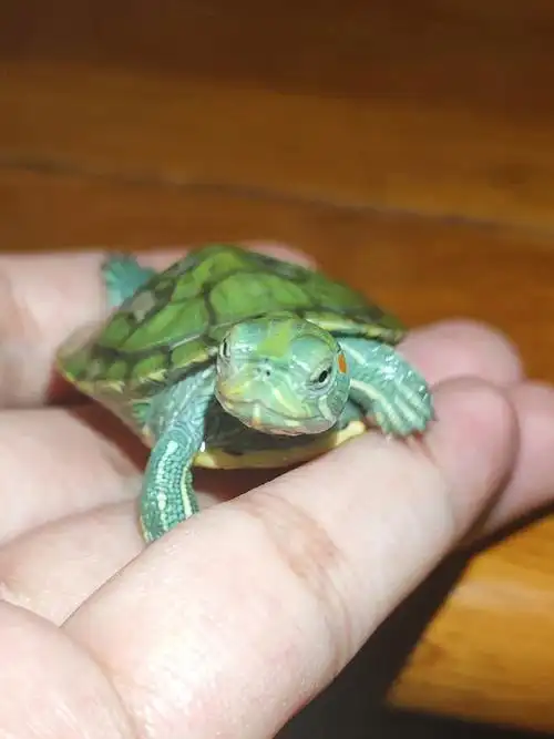 龟小时候挺可爱