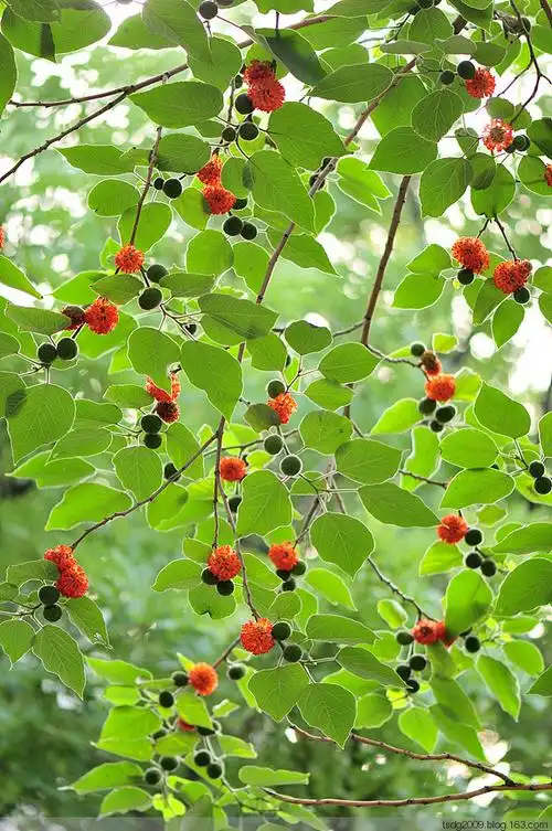 构树果实(楮桃)