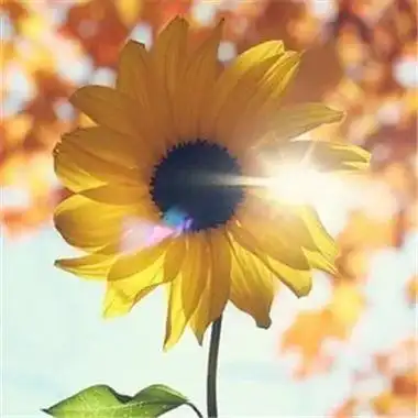 女人招财转运微信头像图片 女人幸运又聚财的图片