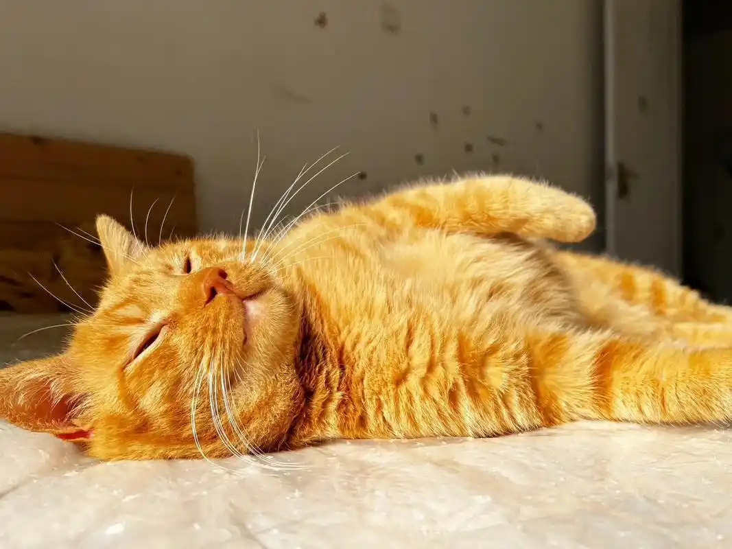 江浙沪地区大橘猫找领养,应该是不到一岁的样子,男孩子,已绝育 - 抖音