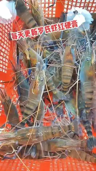 个头也漂亮#罗氏虾 #支持全国发货 #美食推荐 #红硬膏的罗氏虾 #鲜活