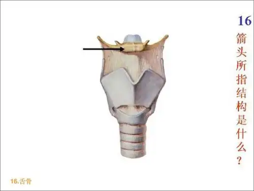 解剖实践考试 16.舌骨