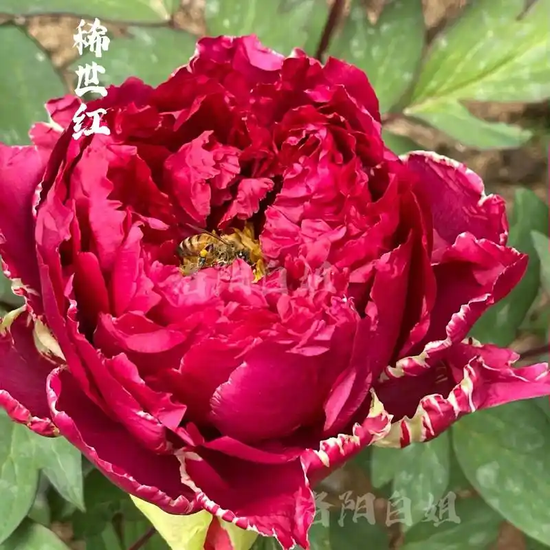 进口稀有原株牡丹_夕日の空 春霞 岛美人 伊丽莎白 银河  - 抖音